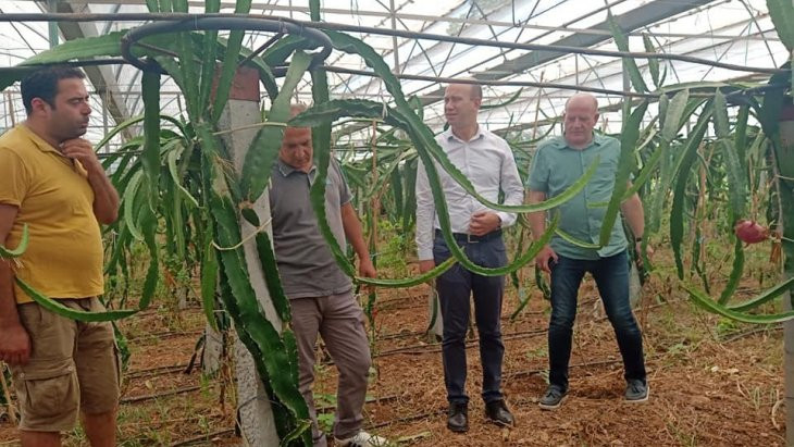 Köyceğiz'de ilk defa üretilen ejder meyvesi hasat töreni yapıldı