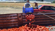 Salça işletmeleri domatesin çöpe gitmemesi için alımlara başladı